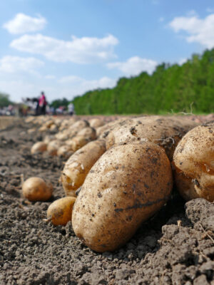 Harvesting potatoes on field, farm workers picking and transporting to the warehouse