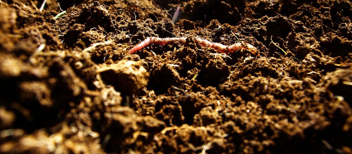 Useful worm comes up from the fresh earth